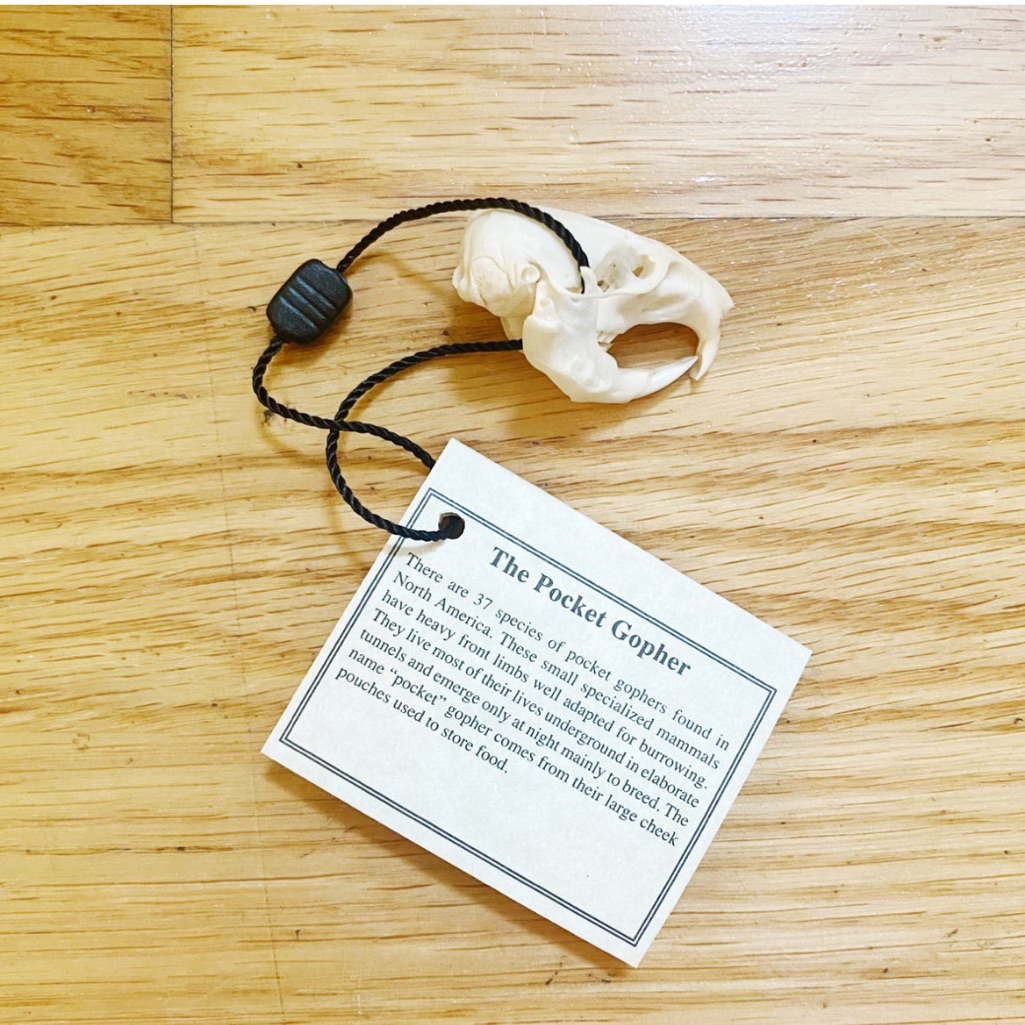 Real Pocket Gopher Skull